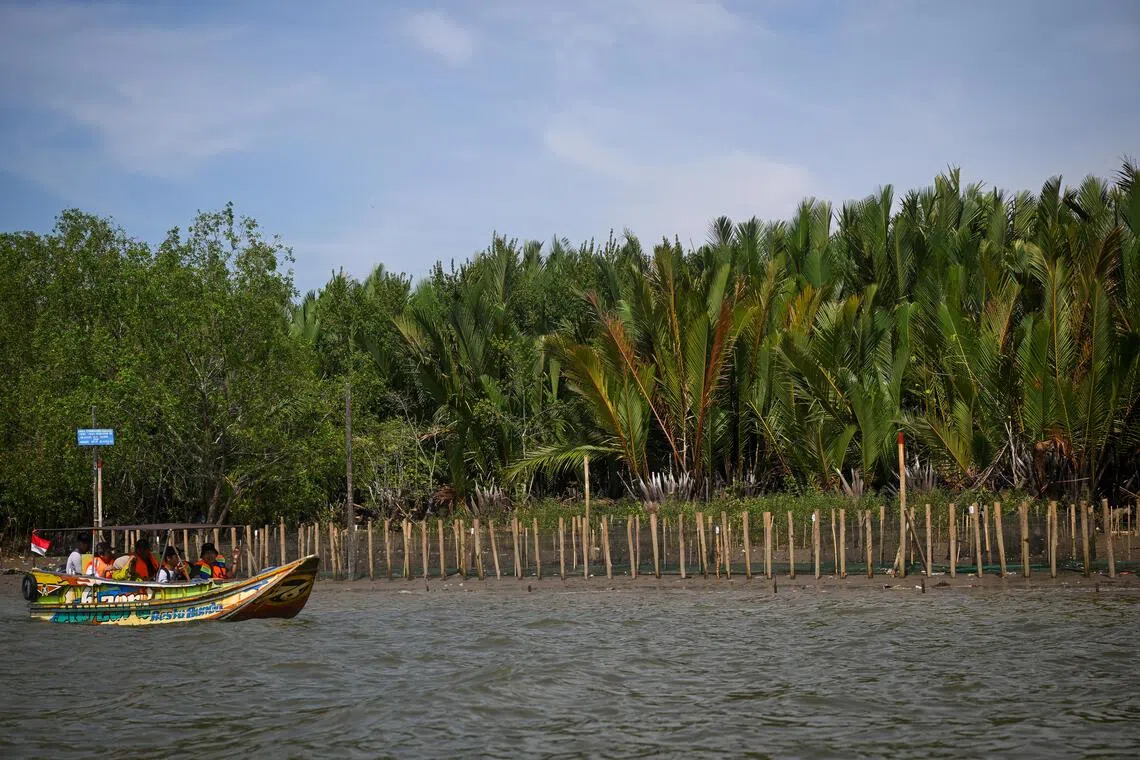 A tree adoption site in South Sumatra, Indonesia, where mangrove seedlings have been planted. 