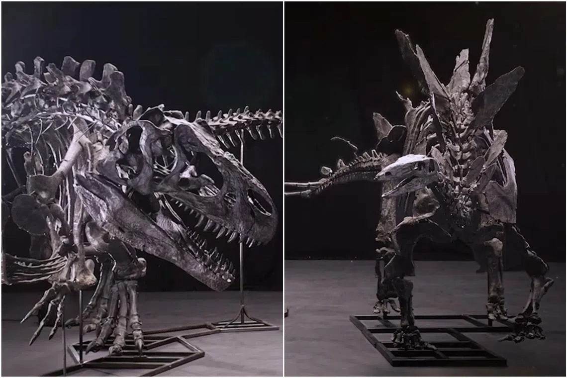 The rivalry between Sotheby’s and Christie’s over the sale of dinosaurs is as fierce as past battles between the creatures themselves.