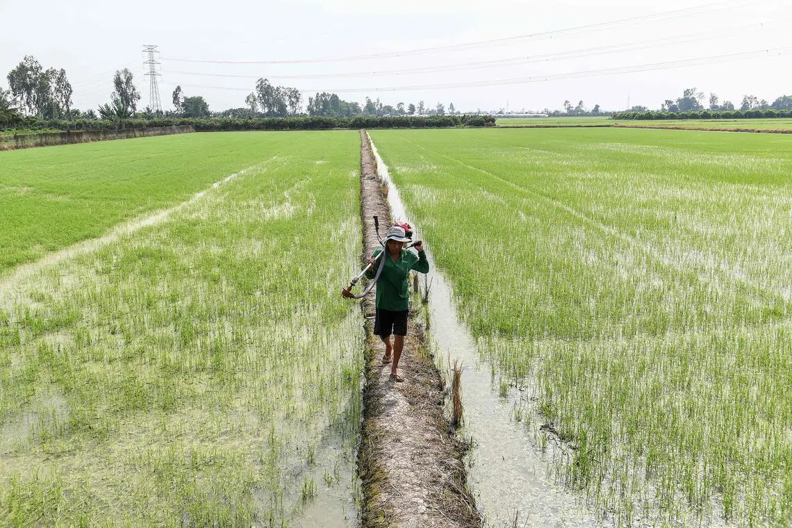Vietnam’s environment ministry says irrigated rice accounted for almost half of methane emissions in 2019.