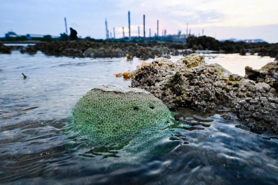 Government will do studies on rich marine biodiversity before western island reclamation