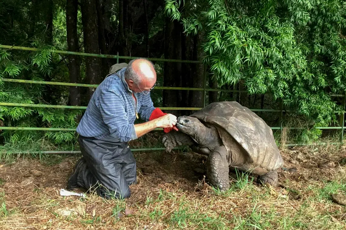 Aldabra giant tortoises are known to live more than 100 years.