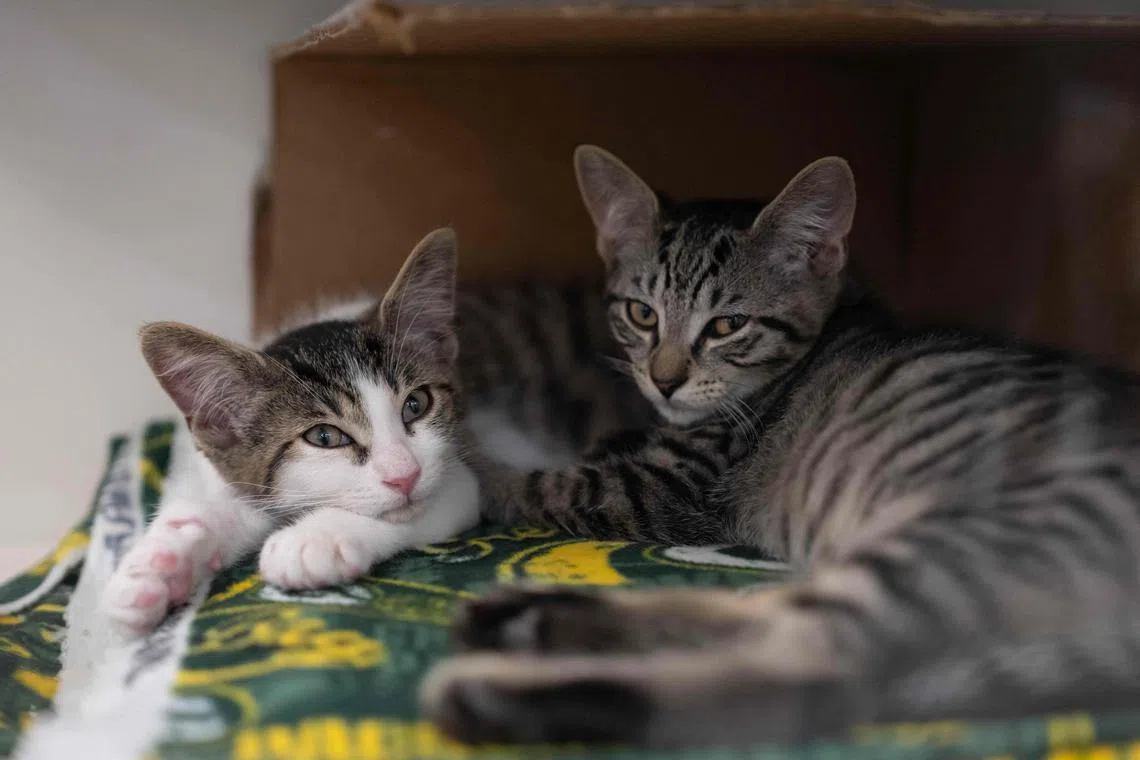 Property developers are responding to the trend by designing pet-friendly parks as part of the neighbourhood or buildings. 