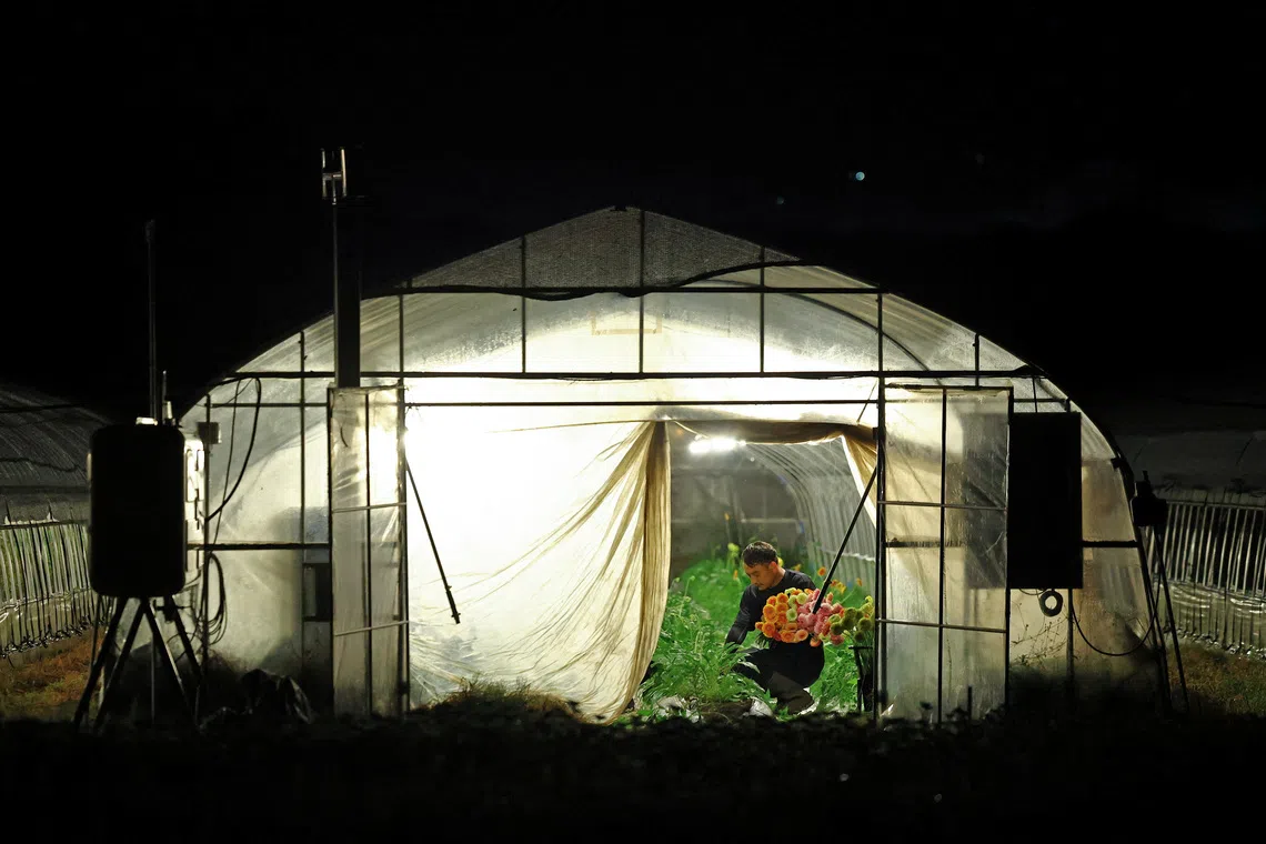 Motoaki Iijima, owner of the Nikko Engei flower farm, harvests gerbera flowers inside an illuminated greenhouse at night in Nikko, Japan, on Aug 8.