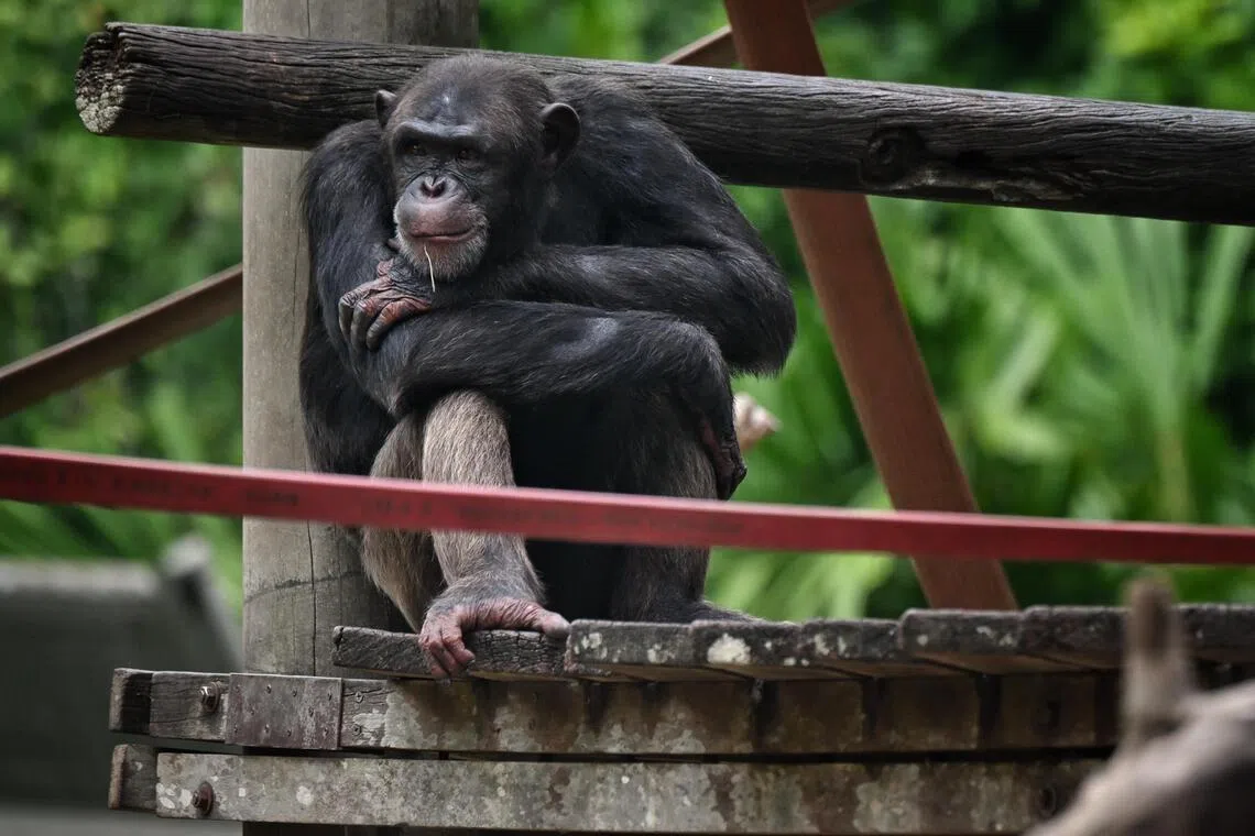 Chimpanzees and their close cousins bonobos are humans' closest evolutionary relatives. But the researchers cautioned against drawing parallels between chimpanzee violence and human behaviour.