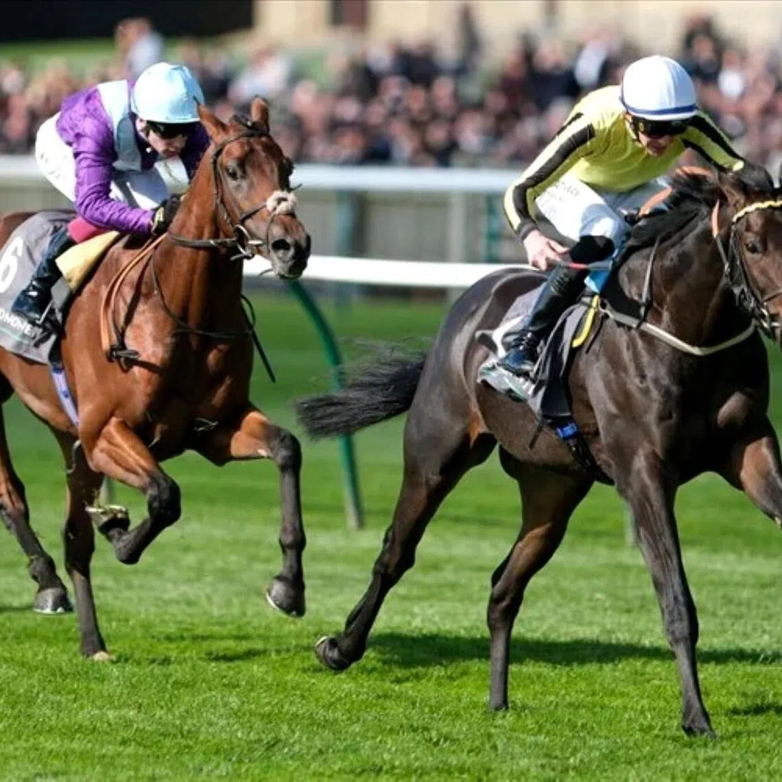 The then James Owen-trained Wimbledon Hawkeye (James Doyle) beating Royal Playwright (Oisin Murphy) in the Group 2 Royal Lodge Stakes (1,600m) at Newmarket on Sept 28, 2024. He is now trained by George Scott for Victorious Forever and will interestingly be ridden by Murphy in the Group 1 Grand Dallmayr Prize (2,000m) in Munich on July 26.


PHOTO: RACING AND SPORTS