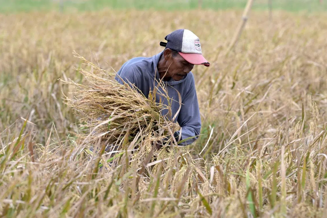 Indonesia has been giving 10kg of rice monthly to more than 20 million low-income families since March 2023.