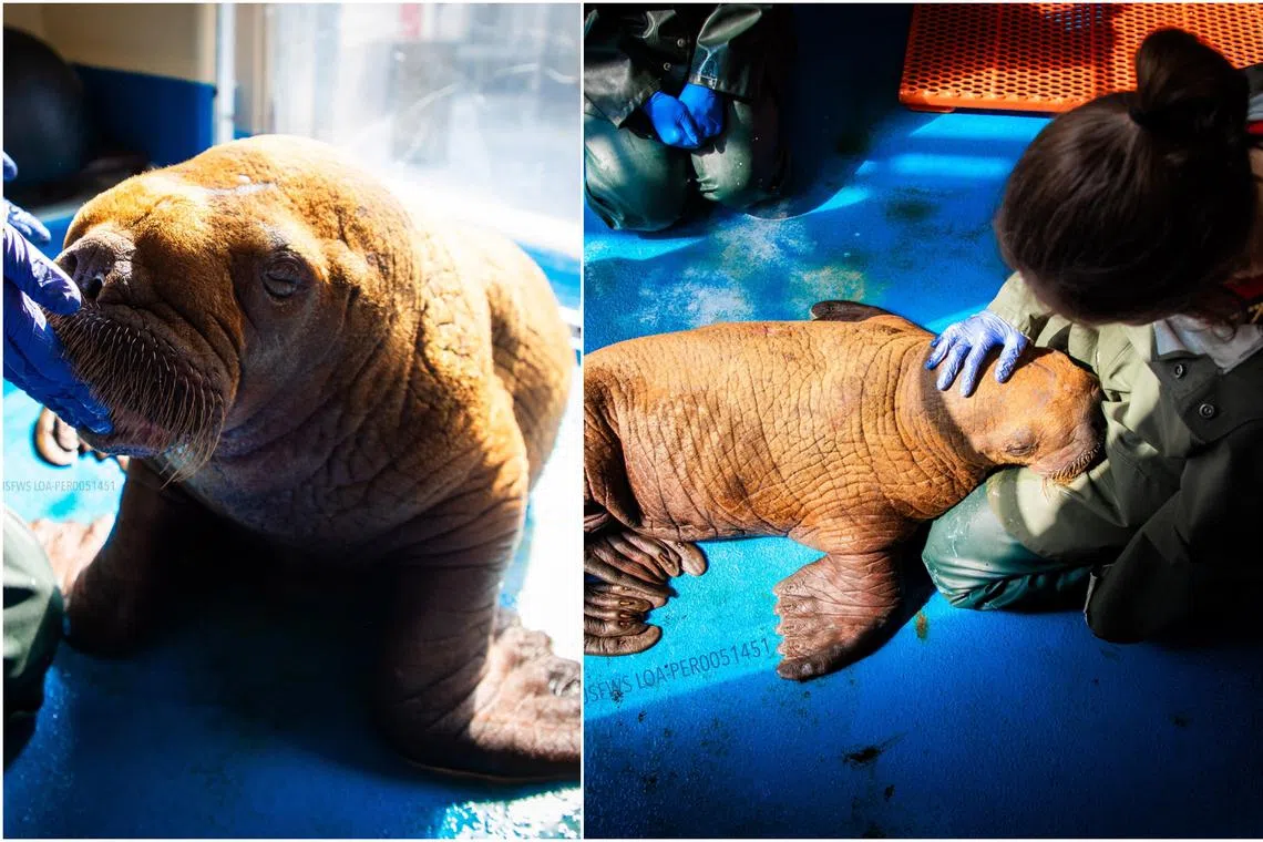 The Pacific walrus calf was believed to be about one month old.