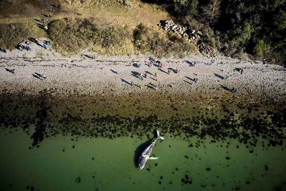 Drone photo of a dead humpback whale at Foelle Strand in Loegten Bay, Djursland, Denmark, April 2, 2025. Ritzau Scanpix/Mikkel Berg Pedersen via REUTERS ATTENTION EDITORS - THIS IMAGE WAS PROVIDED BY A THIRD PARTY. DENMARK OUT. NO COMMERCIAL OR EDITORIAL SALES IN DENMARK. TPX IMAGES OF THE DAY