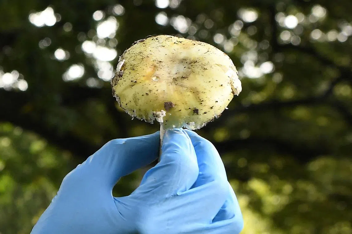A death cap mushroom is easily mistaken for other edible varieties, and has a pleasant taste when used in cooking.
