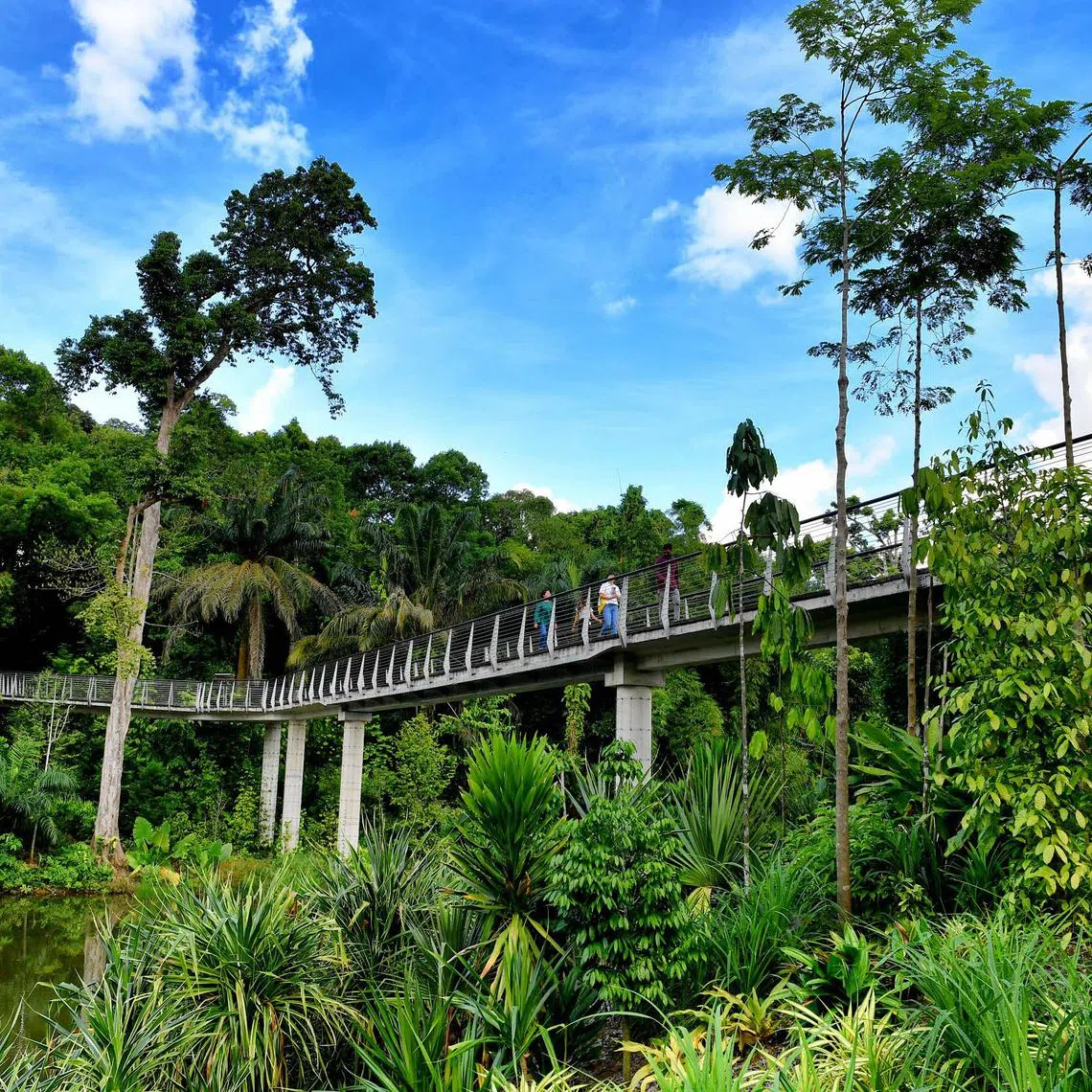 This year is the 10th since the Singapore Botanic Gardens’ inscription as a Unesco World Heritage Site.