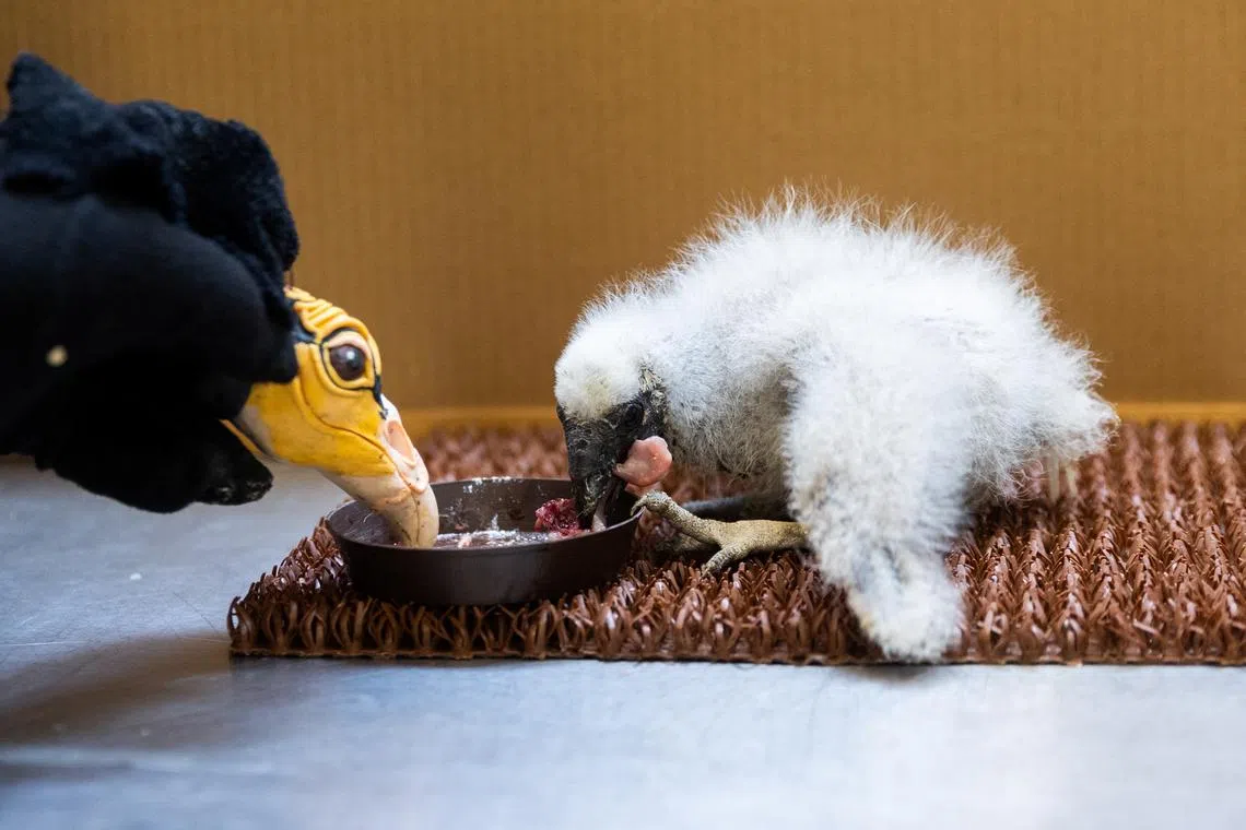 Prague Zoo curator of birds Antonin Vaidl feeds a lesser yellow-headed vulture, which hatched three weeks ago, by using a puppet that imitates a parent bird, at the zoo, in Prague, Czech Republic, August 8, 2025. REUTERS/Eva Korinkova