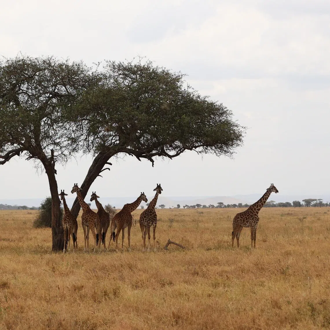 kltanzania - Safari - A tower of giraffes eating and resting under a tree.