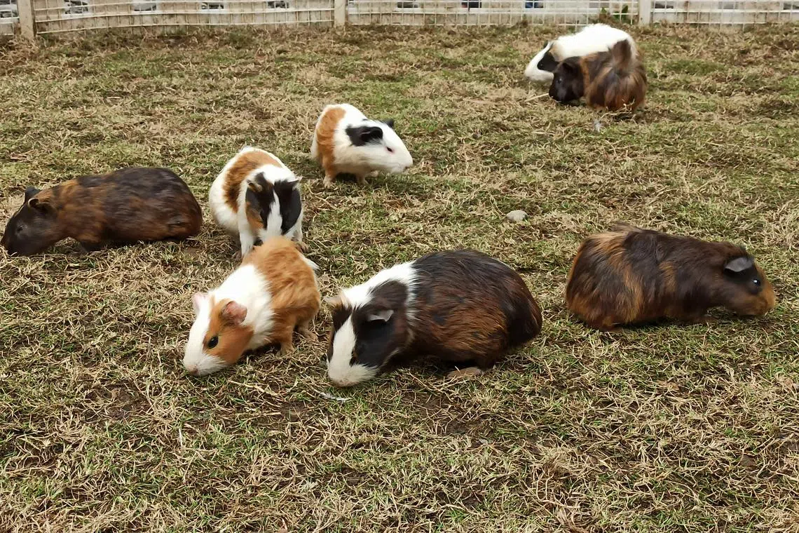 The inmates allegedly killed and ate guinea pigs they were caring for while working at an animal shelter. 