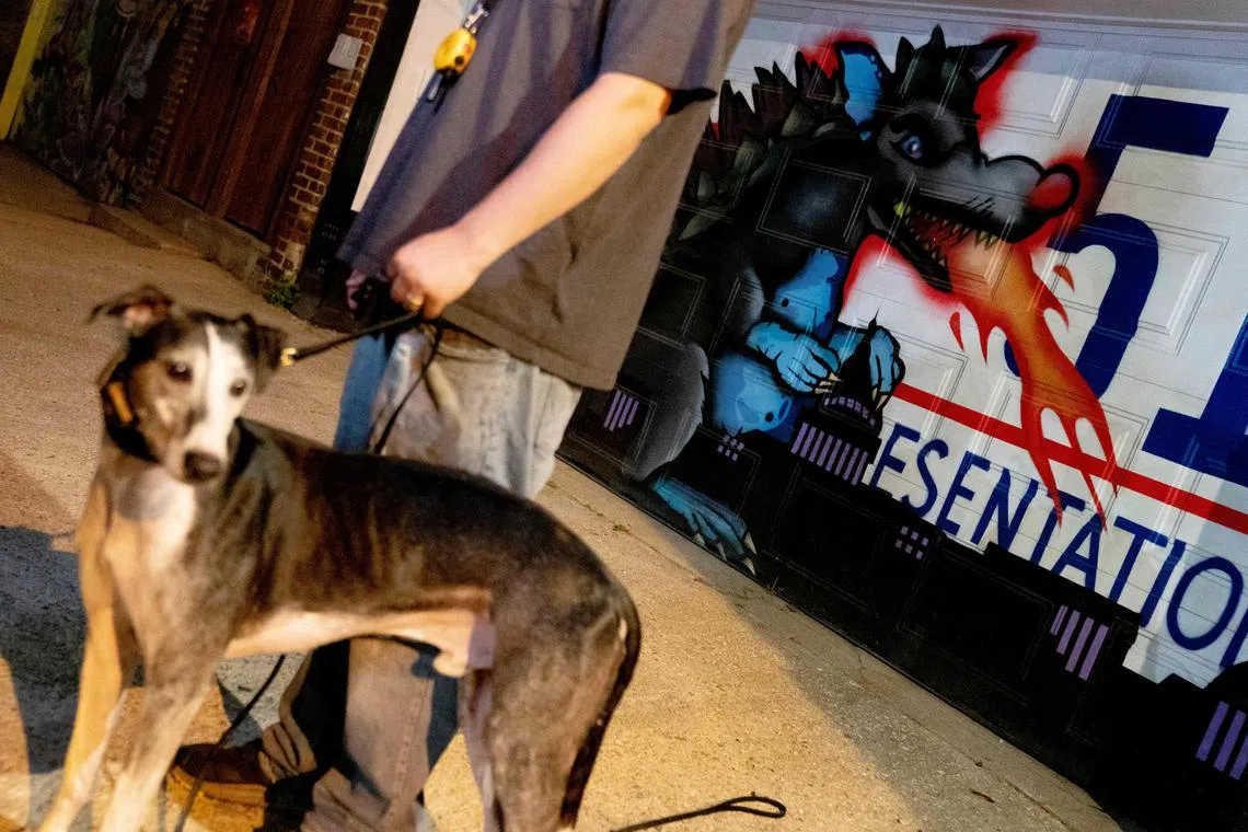 A graffiti painting is seen past Henry, a sighthound, after rat hunting in the Adams Morgan neighborhood of Washington, DC, on June 4, 2023. 