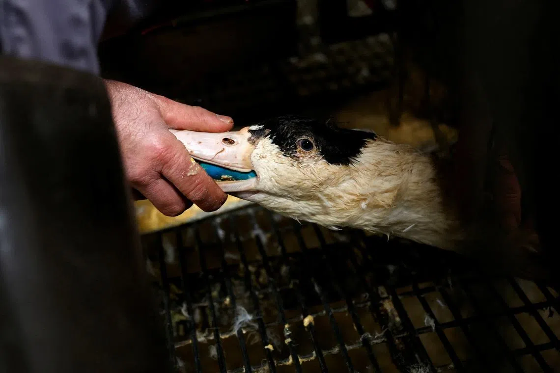 FILE PHOTO: A duck is being fed by a farmer for foie gras (duck liver) at a poultry farm in Castelnau-Tursan, France, January 24, 2023. REUTERS/Stephane Mahe/File Photo