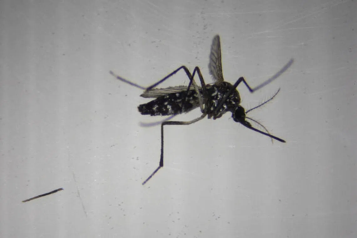 Carried by the Aedes mosquito, the chikungunya virus was first detected in southern Tanzania in the 1950s.