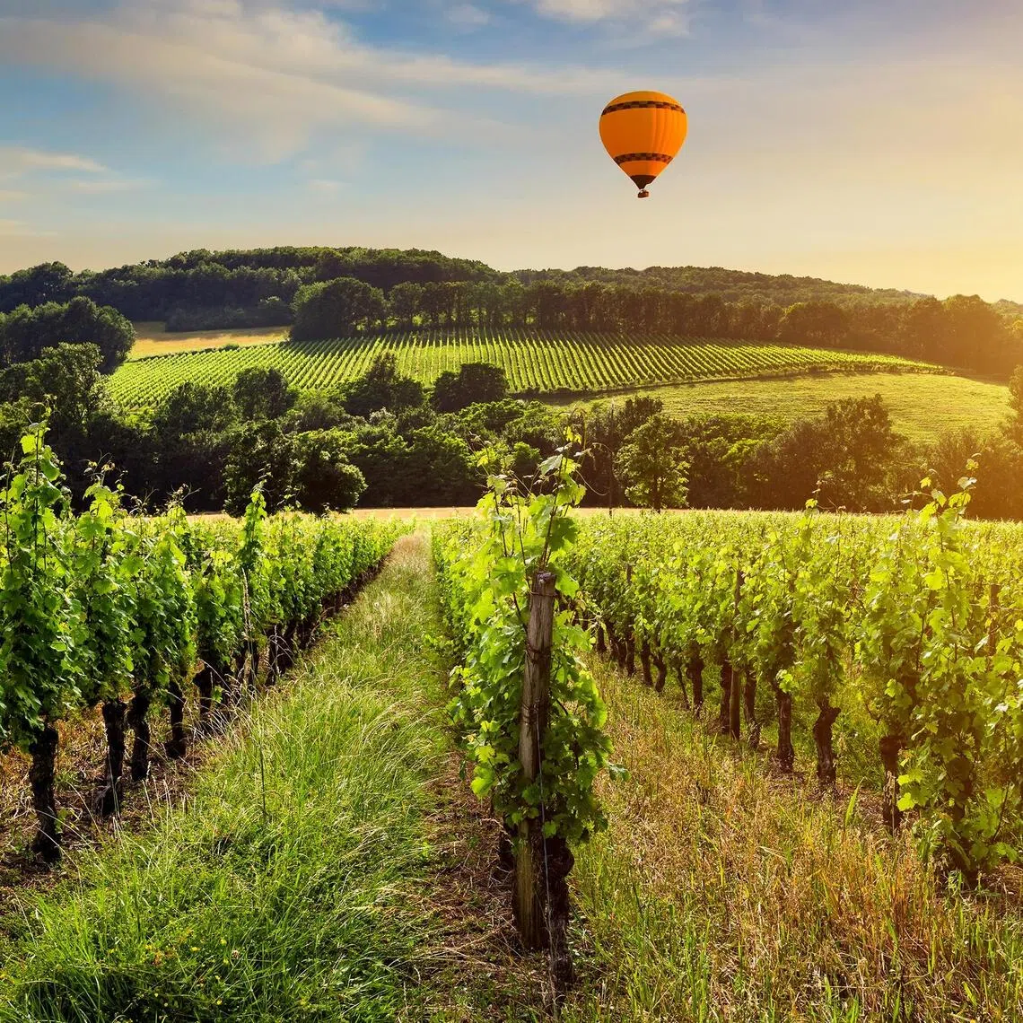 With the decline of wine consumption, vineyards in France are looking to incorporate more non-wine activities like tours and spa treatments to attract tourists.