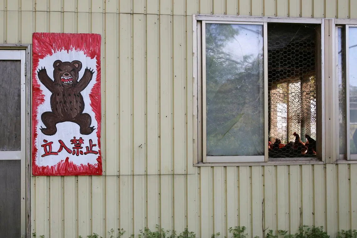A sign with a bear warns "Do not enter'", near a chicken coop in Sunagawa, Hokkaido Prefecture, Japan, in October 2024.