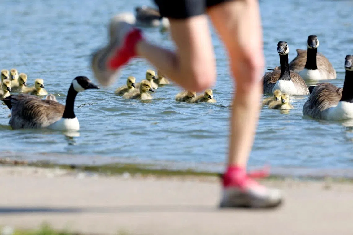 A jogger running past goslings and geese swimming on the lake in Verulamium Park, St Albans, Britain, May 16.