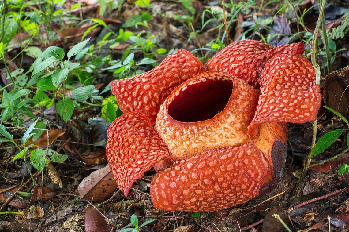 ‘Rafflesia’ or ‘padma’? Debate renewed in Indonesia over flower renaming