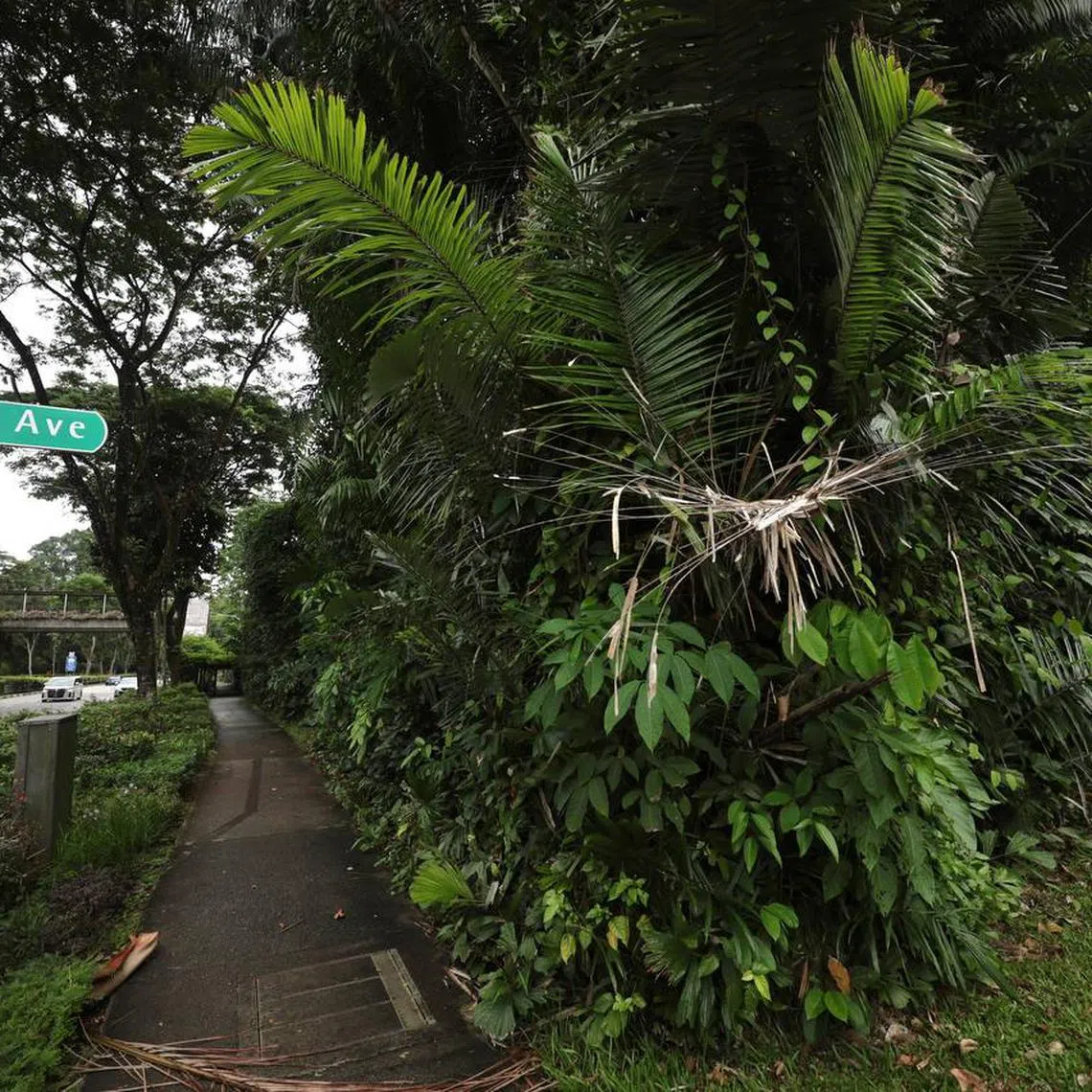 The 13ha plot of land that Singapore will receive as part of the swop is at the junction of Tyersall Avenue and Holland Road.