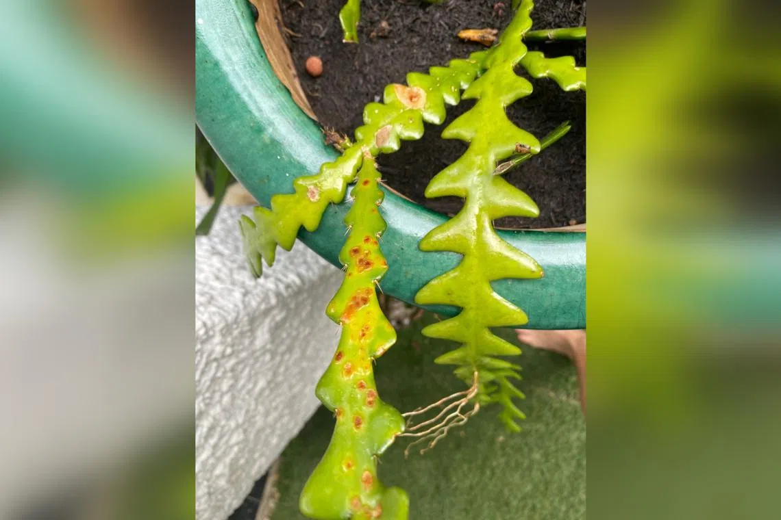 The spots on the Epiphyllum plant may be due to intumescence. 
