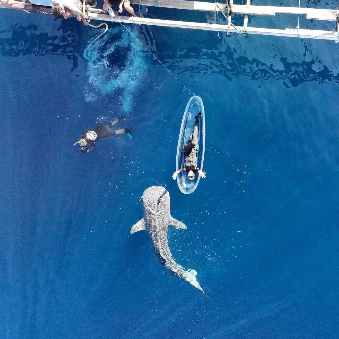 A neonate whale shark in Saleh Bay, Indonesia. The study identified Indonesia as a global stronghold for whale sharks in the Indo-Pacific region.