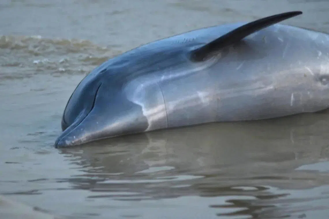 The dolphins have been found dead in Lake Tefe over the last week, according to research facility Mamiraua Institute.