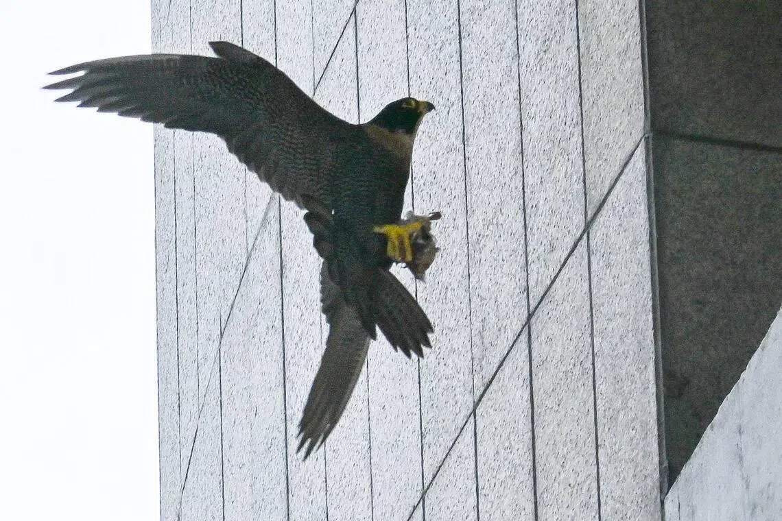 A peregrine falcon returning to the OCBC Centre building on March 5.