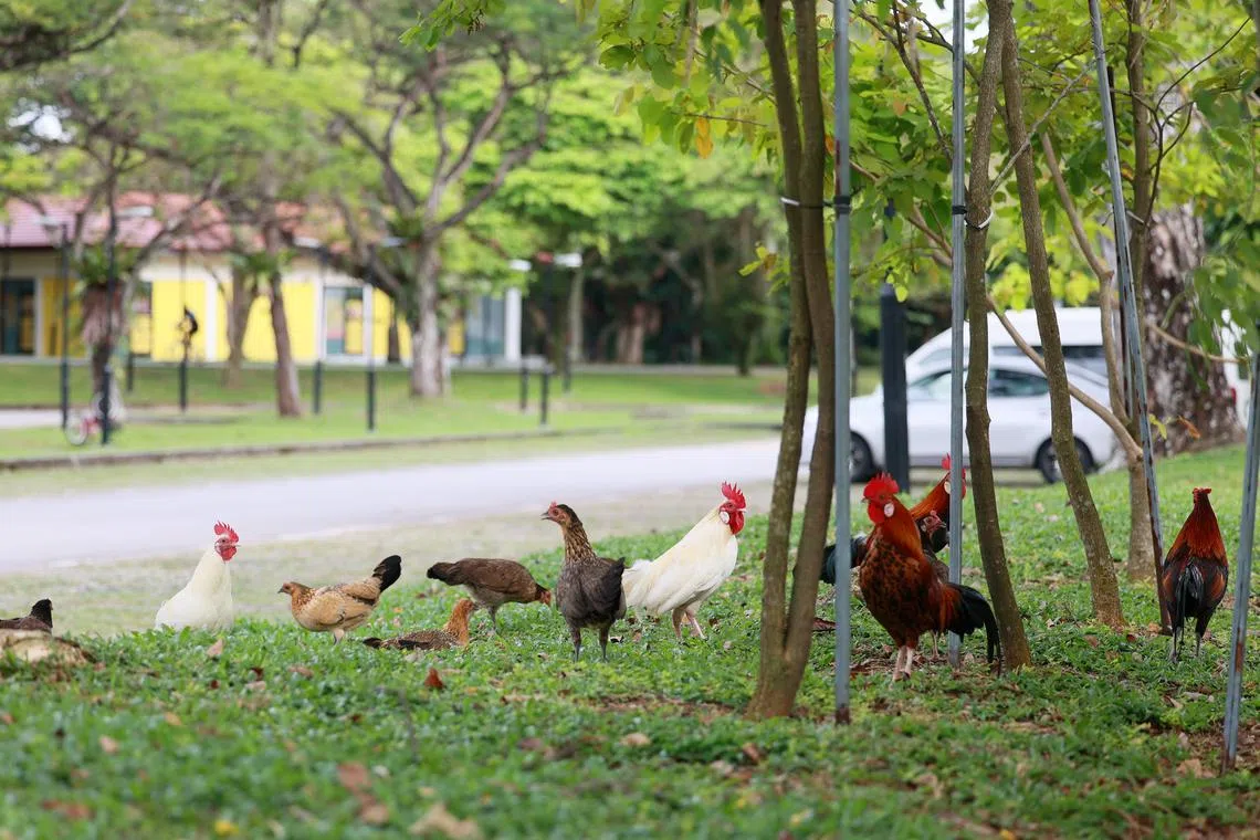 SM20221031-PhuahHG02 / 潘丰源 / 吴睿明 / Chickens found in park / Pasir Ris Park