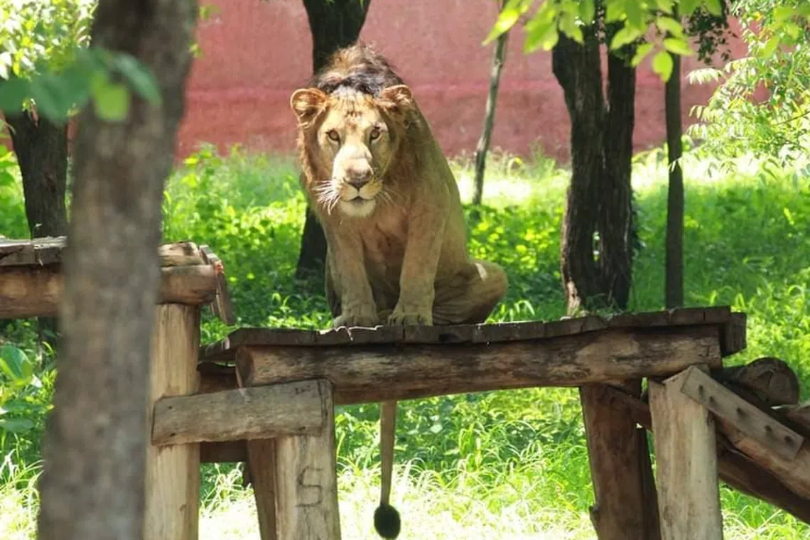 There are three lions at the Sri Venkateswara Zoological Park. 