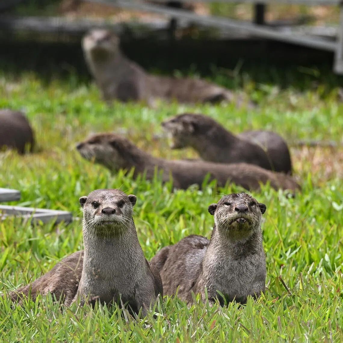 Smooth-coated otters outside Singapore Flyer on Jan 13, 2025. 