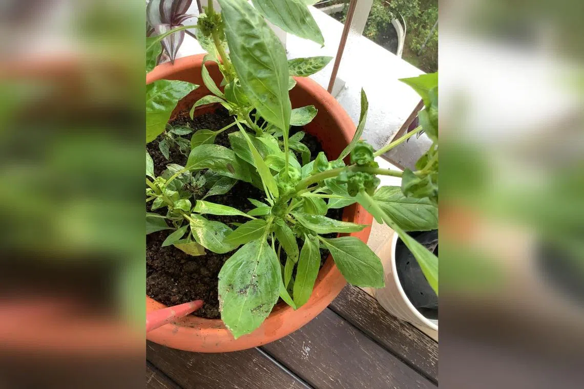 The small size of the plant could also be due to a lack of fertiliser, but avoid over-fertilising as it may also give rise to pest issues.