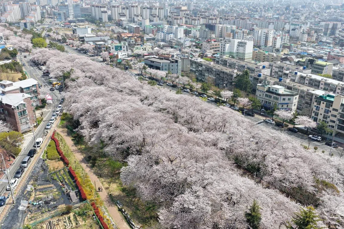 South Korea launches surveillance against deadly ticks as peak season begins