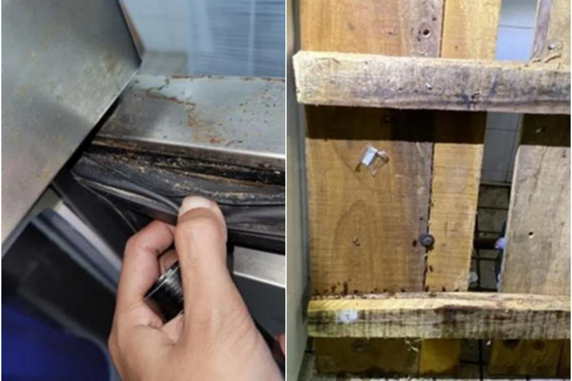 Cockroach infestation within Aadhanya Trading’s premises.