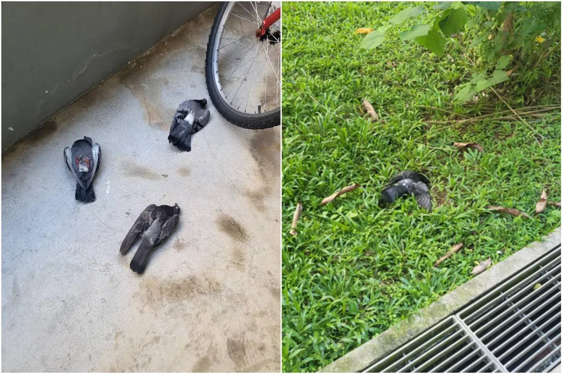 The pigeons were either dead, or twitching and having tremors. Some pigeons were also found on grass patches between Block 438 and Block 436 in Yishun Avenue 11.