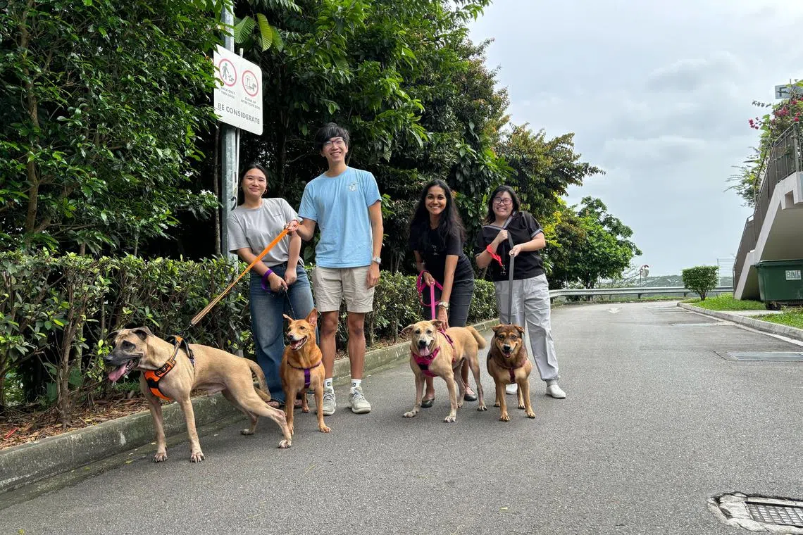 Members of the Tamagotcha team - (from left) Ruchel Phua, Goh Kyi Yeung, Nitya Menon, and Valerie Yap - taking dogs from Metta Cats & Dogs Sanctuary for a walk in February. 