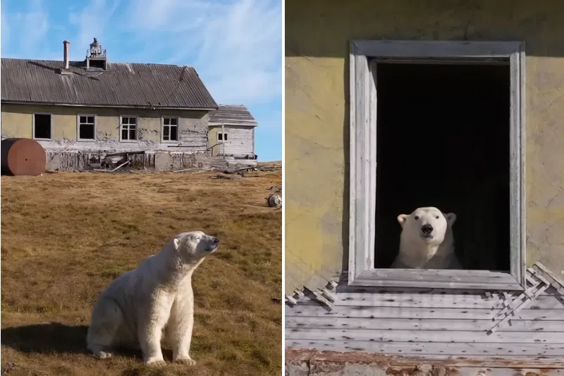 More than a dozen polar bears have taken residence at an abandoned research station on an uninhabited island in Russia’s far north-east.
