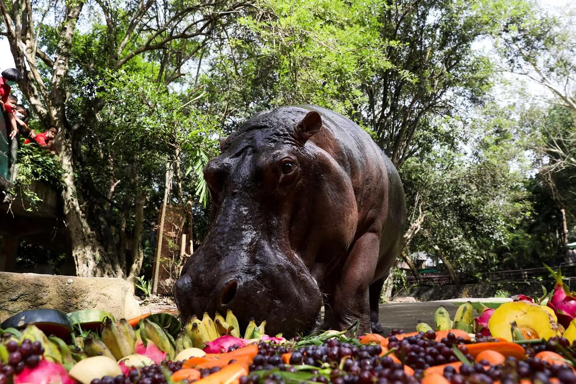 \hailand's oldest hippopotamus "Mae Mali" eats fruit during her 55th birthday party at Khao Kheow zoo in Chon Buri, Thailand September 8, 2020.
