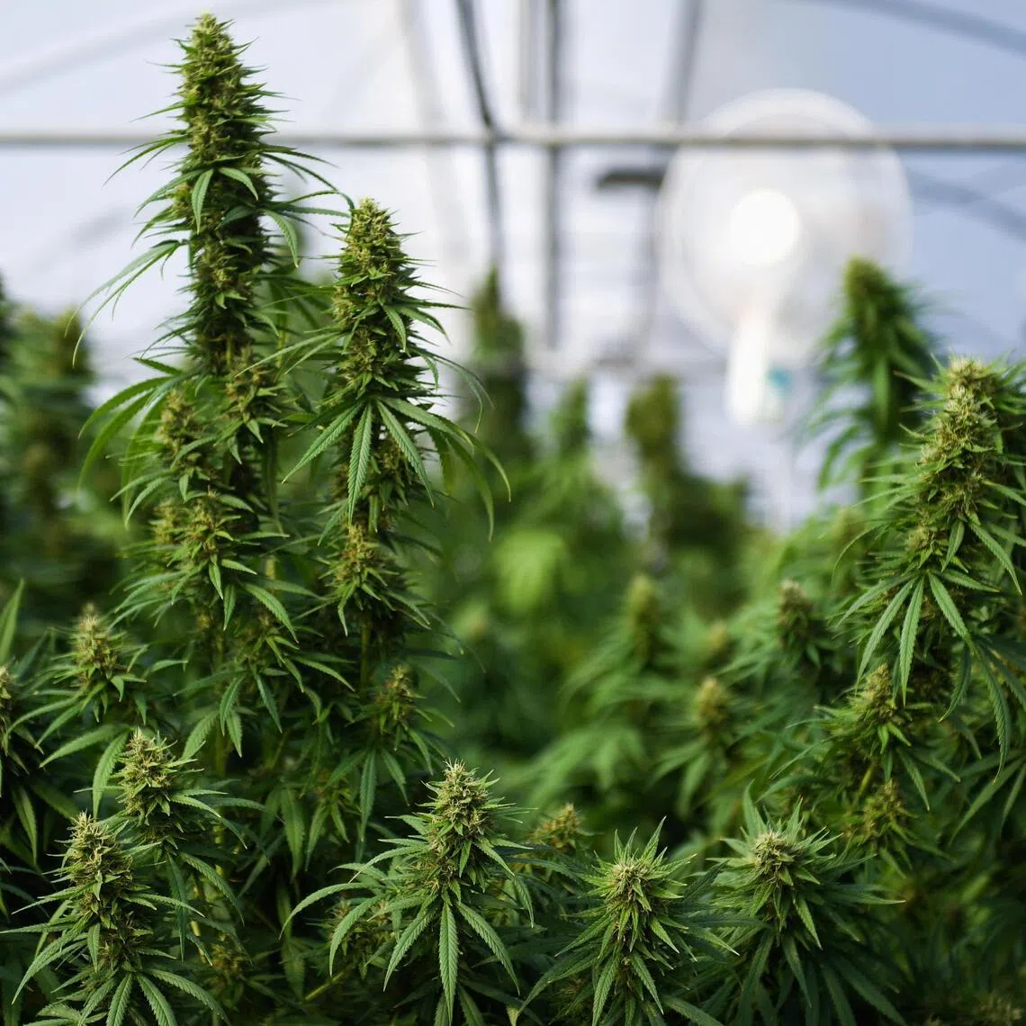 Any cannabis shop seeking a licence renewal would have to upgrade into a medical facility.