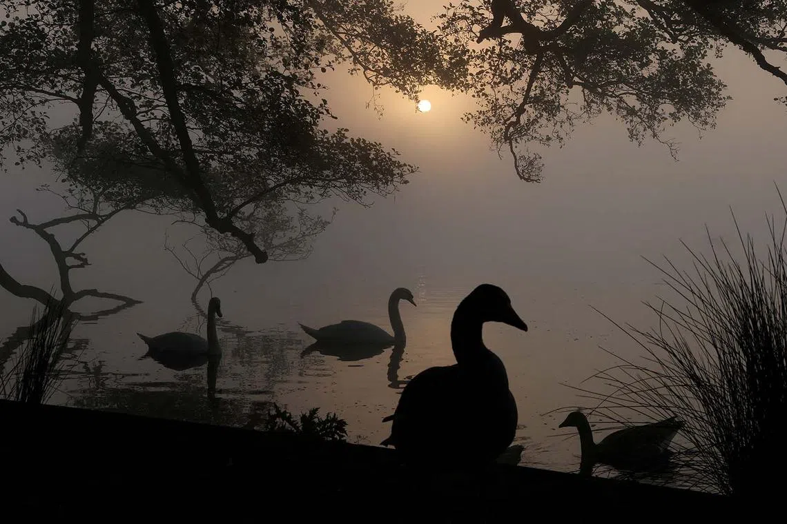 Geese and swans seen through fog at sunrise, as warm weather continues in the United Kingdom, at Richmond Park in London, Britain, May 1, 2025. 