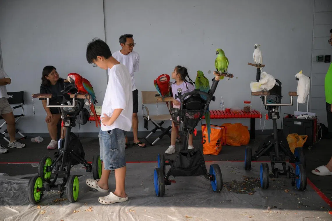Parrots at the fair.