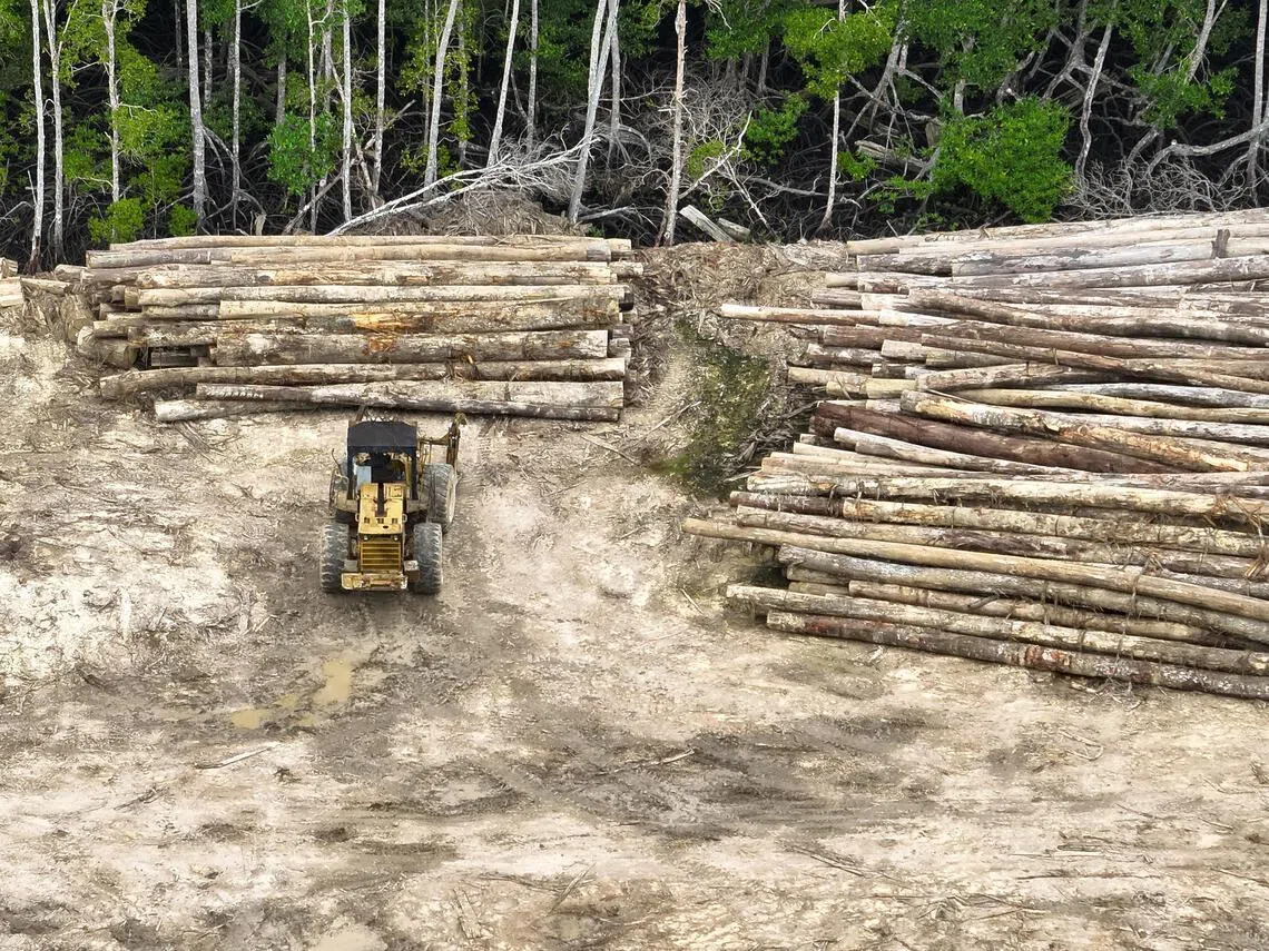 More than half of deforestation in Indonesia in 2025 was legal deforestation including this in Berau, East Kalimantan province.