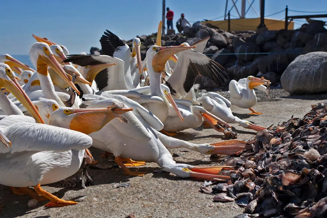 American white pelicans feeding from scraps given by locals and fishermen on the island of Petatan in the municipality of Cojumatlan de Regules, Michoacan state, Mexico on Feb 23, 2024. They fill restaurants and pay for boat rides to get an up-close look at the flocks that adopt this region as their home for six months.
