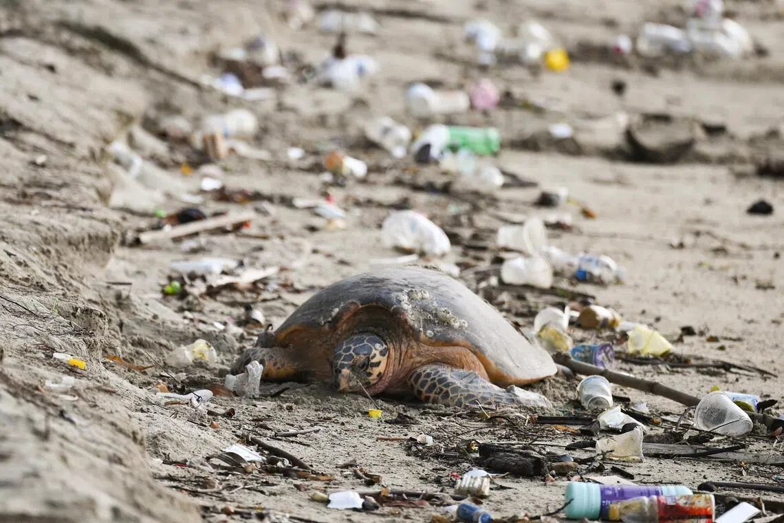 A critically endangered hawksbill turtle crawled ashore to lay its eggs at East Coast Park on July 10.