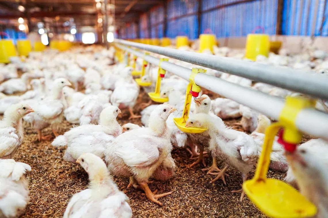 hbagri30 - A chicken farm in Indonesia with sensors from agritech firm Pitik installed. Pitik's technology measures conditions in chicken farms and lets farmers maximise their harvest.



Credit: Pitik