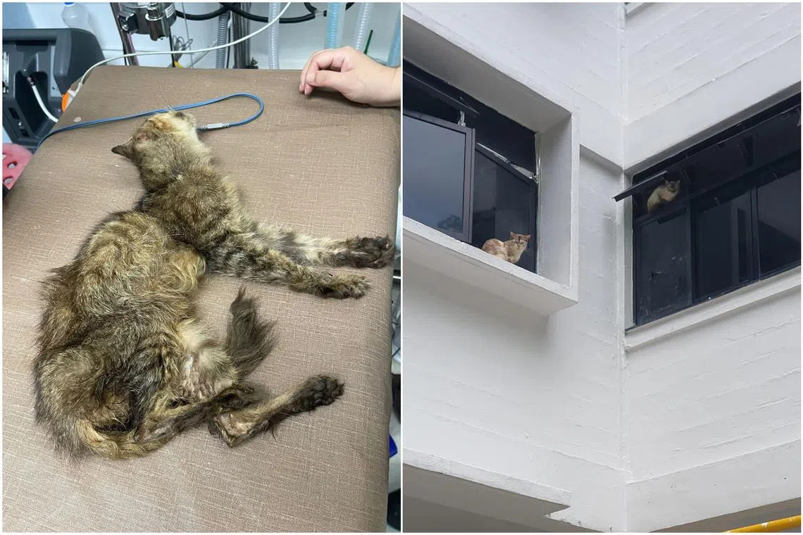 More than 30 cats have been rescued from a rental flat in Pipit Road after the unit caught fire last week.