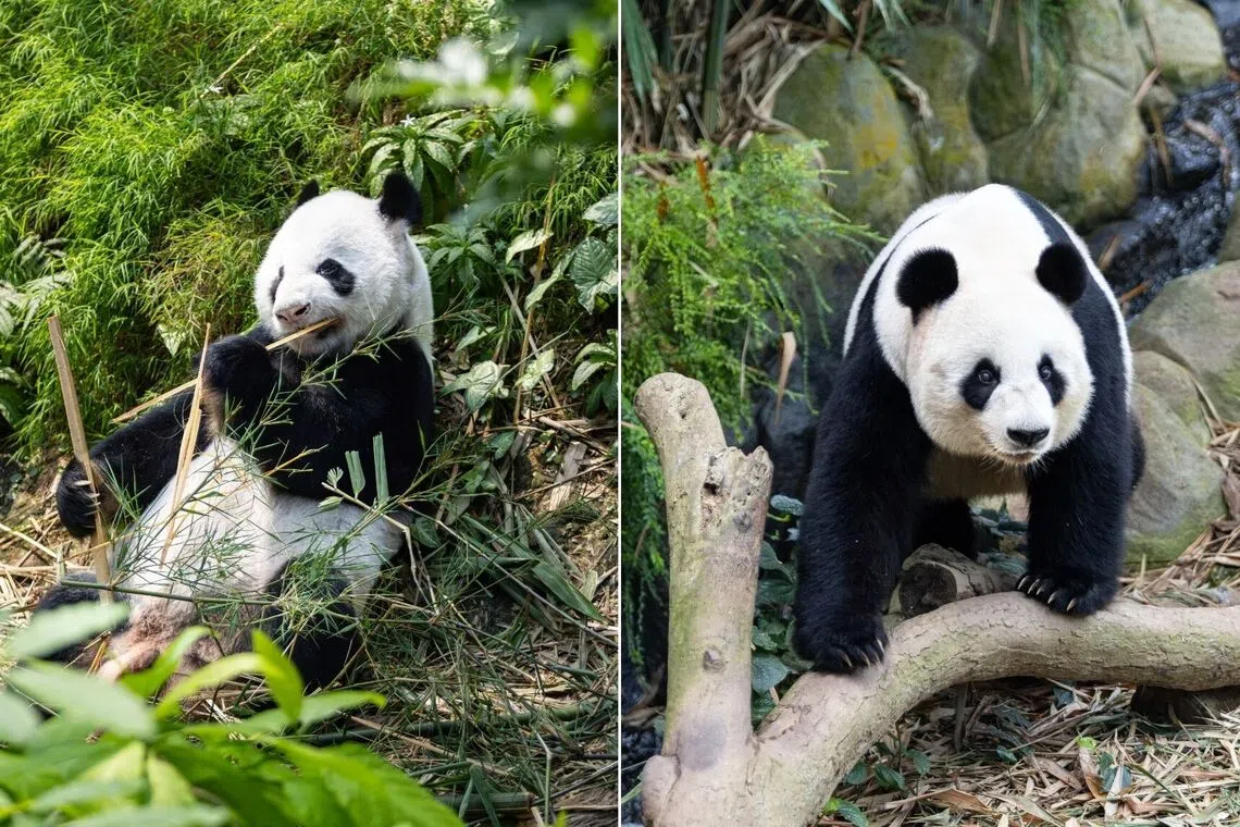Kai Kai (left) turns 19 on Sept 14, while Jia Jia turned 18 on Sept 3.