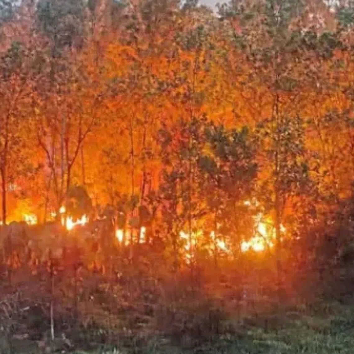 Flames engulfing a forested area in Bukit Sentosa.