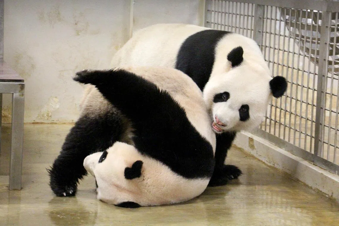 River Safari's Kai Kai (on top) frolicking with Jia Jia. The panda pair moved to Singapore in 2012.